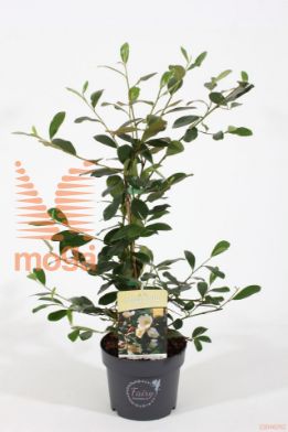 http://twentheplant.nl/tsd/86025_MAFMHVEL_8p15020025_2.jpg