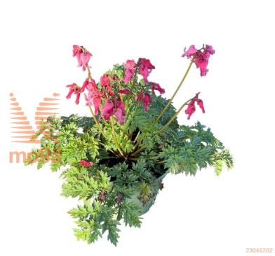 http://twentheplant.nl/tsd/98775_DIPHEART_8P19_1.jpg