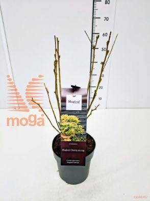 http://twentheplant.nl/tsd/91250_SOCOTOP_8P19030040_1.jpg