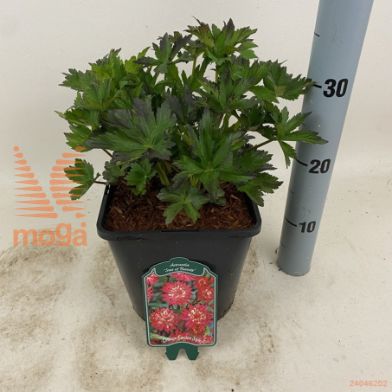 http://twentheplant.nl/tsd/94106_ASSOBEAU_8P22_2.jpg