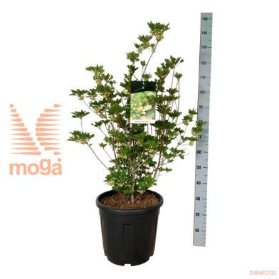 http://twentheplant.nl/tsd/55037_ENCPRETT_9C30080100E_2.jpg