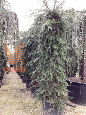 https://www.vannuccipiante.com/arkottica/dati/docum/vp/2024/12/20241219105143562954.jpg