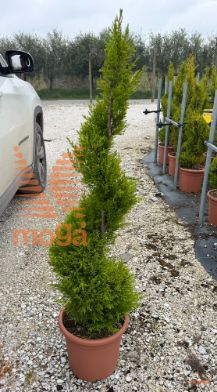 https://www.vannuccipiante.com/arkottica/dati/docum/vp/2026/03/20260311205029394262.jpg