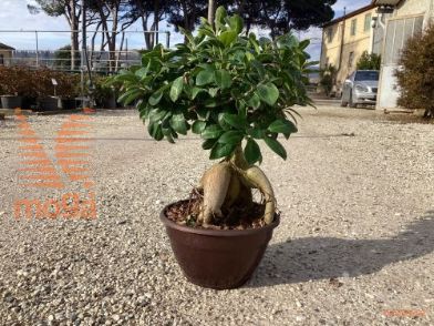 https://www.vannuccipiante.com/arkottica/dati/docum/vp/2025/01/20250102145038322214.jpg