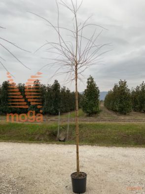 https://www.vannuccipiante.com/arkottica/dati/docum/vp/2024/12/20241219125436190678.jpg