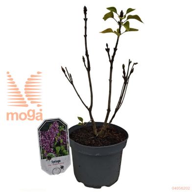 http://twentheplant.nl/tsd/55802_SYVGPERS_8p19030040_1.jpg