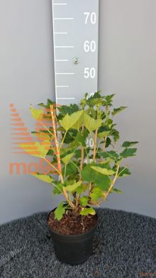 http://twentheplant.nl/tsd/58250_RIRWHOLL_8P19030035_2.jpg