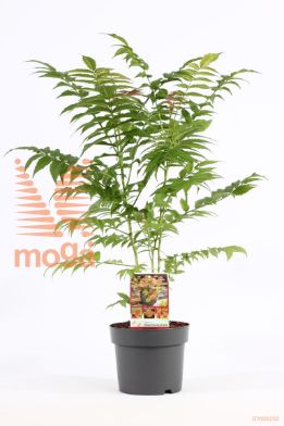 http://twentheplant.nl/tsd/86025_SOSCFEAT_8P19_2.jpg
