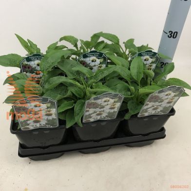 http://twentheplant.nl/tsd/94106_ECHPSWHI_8P17_1.jpg