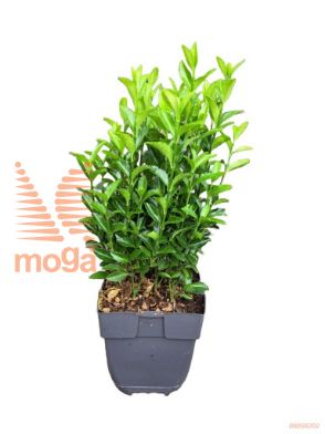 http://twentheplant.nl/tsd/56804_EUJGSPIR_8P13030_2.jpg