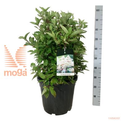 http://twentheplant.nl/tsd/55037_HYPEHARR_9C30050060_2.jpg