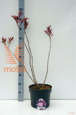 http://twentheplant.nl/tsd/58250_SANBBEAU_8P26050060_1.jpg