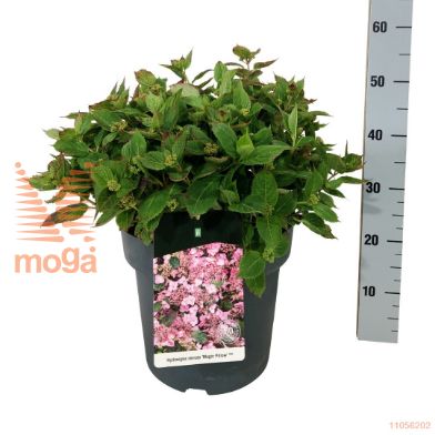 http://twentheplant.nl/tsd/55037_HYSMPILL_9C14040050_2.jpg