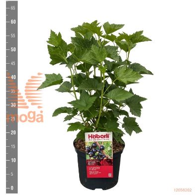 http://twentheplant.nl/tsd/94450_RINBBEN_8P23STR_1.jpg