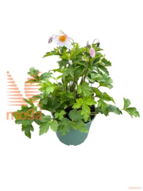 http://twentheplant.nl/tsd/98775_ANHESWAN_8P17_1.jpg