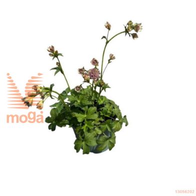 http://twentheplant.nl/tsd/98775_ASBUCKLA_8P17_1.jpg