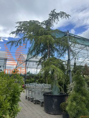 Cedrus deodara "Pendula" |600-700|40/45|H-Std|C500
