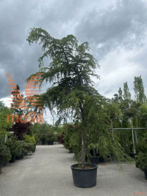 Cedrus deodara "Pendula" |35/40|H-Std|Solitair|C285