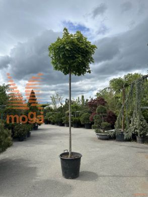 Acer platanoides "Globosum" |14/16|H-Std-210|C70/110
