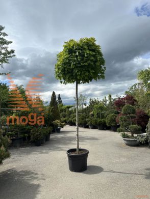 Acer platanoides "Globosum" |16/18|H-Std-220|C110/130