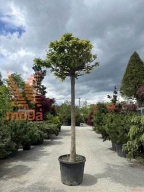 Catalpa bignonioides "Nana" |30/35|H-Std-220|C110