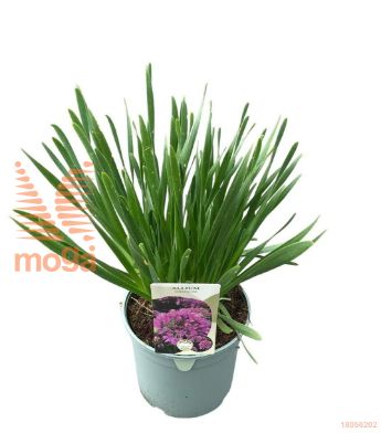 http://twentheplant.nl/tsd/98775_ALMILLEN_8P17LEV_1.jpg