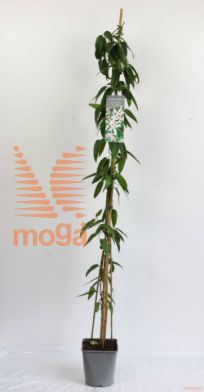 http://twentheplant.nl/tsd/61502_CLAABLOS_8P23150200_2.jpg