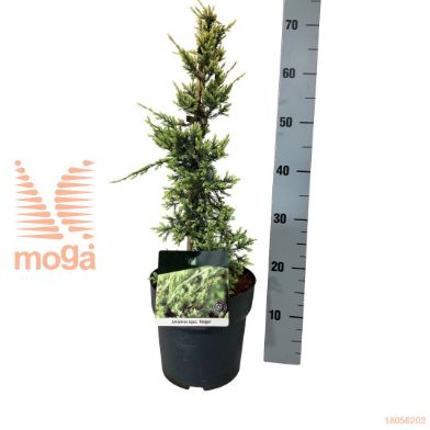 http://twentheplant.nl/tsd/70712_JUSHOLGE_VP4050P21_1.jpg