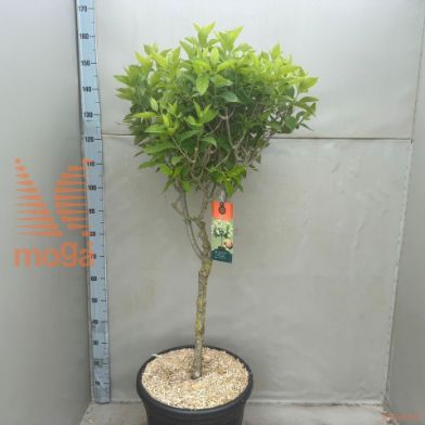 http://twentheplant.nl/tsd/78954_HYPLIMEL_S050C35_2.jpg