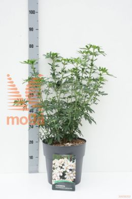 http://twentheplant.nl/tsd/62347_CHTGREEN_9c10030040_1.jpg