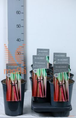 http://twentheplant.nl/tsd/61502_RHFSSURP_8P19040060_1.jpg