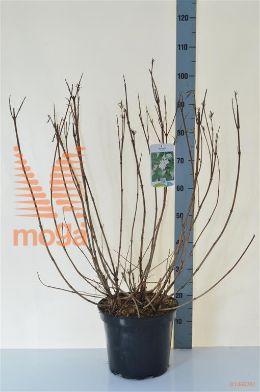 http://twentheplant.nl/tsd/90925_WECANDID_9C10060080_2.jpg