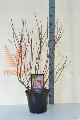 http://twentheplant.nl/tsd/90925_WEROSEA_9C10060080_2.jpg