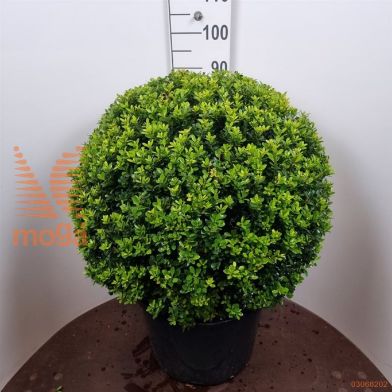 http://twentheplant.nl/tsd/62347_ILCMAXIM_vbl6070c45_1.jpg