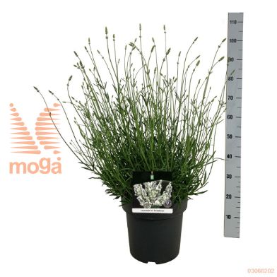 http://twentheplant.nl/tsd/55037_LAIEXCEP_9C15040050_2.jpg