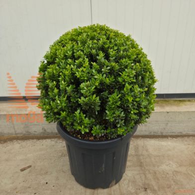 http://twentheplant.nl/tsd/62347_ILCMAXIM_VBL7080C50_2.jpg