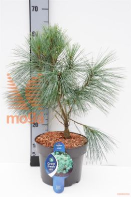 http://twentheplant.nl/tsd/54062_PISFASTI_8P23030040_1.jpg