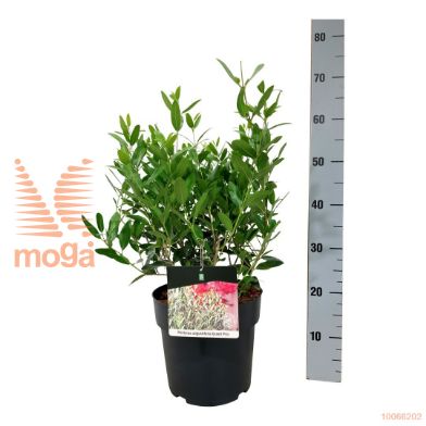 http://twentheplant.nl/tsd/55028_PHAGPRIX_8P24030040S_2.jpg