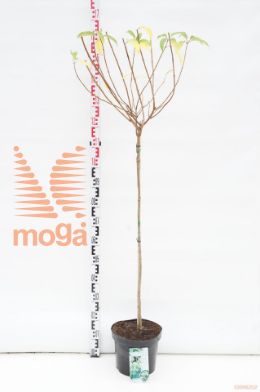 http://twentheplant.nl/tsd/90990_HYPKYUSH_S090P26_1.jpg