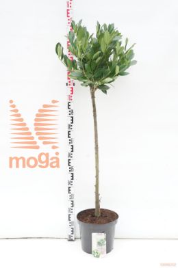 http://twentheplant.nl/tsd/90990_PRLMANO_S090C10_1.jpg