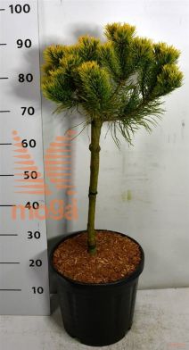 http://twentheplant.nl/tsd/54062_PIMCARST_s040c13_1.jpg