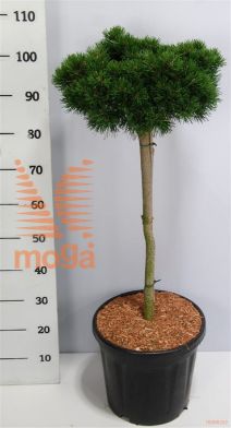 http://twentheplant.nl/tsd/54062_PIMLILLI_s060c18_1.jpg