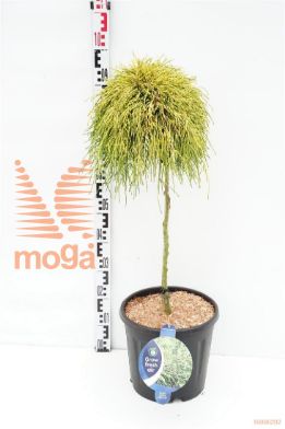 http://twentheplant.nl/tsd/54062_CHPSUNGO_S060C13_1.jpg