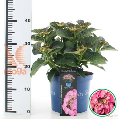 http://twentheplant.nl/tsd/71050_HYMTIPIN_8p23030040_2.jpg