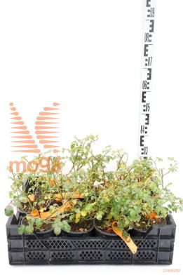 http://twentheplant.nl/tsd/59312_ROMMEIDI_8p15_1.jpg