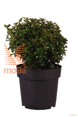 http://twentheplant.nl/tsd/70850_ILMLRASC_VBL2530P21_1.jpg