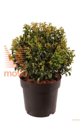 http://twentheplant.nl/tsd/70850_LEATRED_VBL2530P21_1.jpg