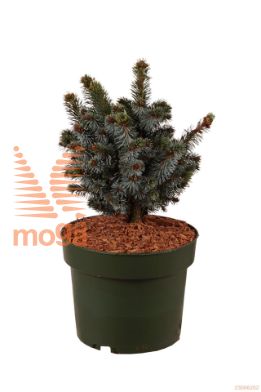 http://twentheplant.nl/tsd/70850_PISSILBE_8P21025030_1.jpg