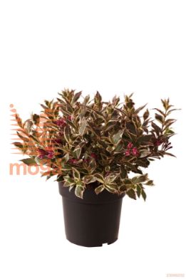 http://twentheplant.nl/tsd/70850_WEASMONE_8P23050060_1.jpg