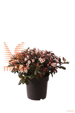http://twentheplant.nl/tsd/70850_WEIVLOVE_8P23040050_1.jpg